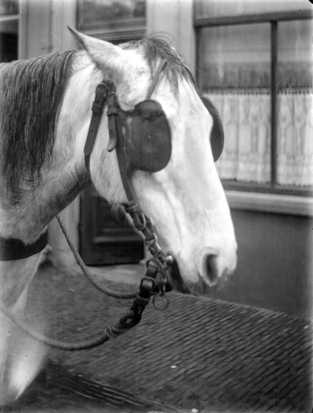 A black and white photograph of a grey horse's head in cart harness on a brick street, seen from the front and slightly to one side. A large oval leather blinker is buckled to the bridle beside each eye, the nearer one standing out from the cheek and screening the eye from the side and behind.
