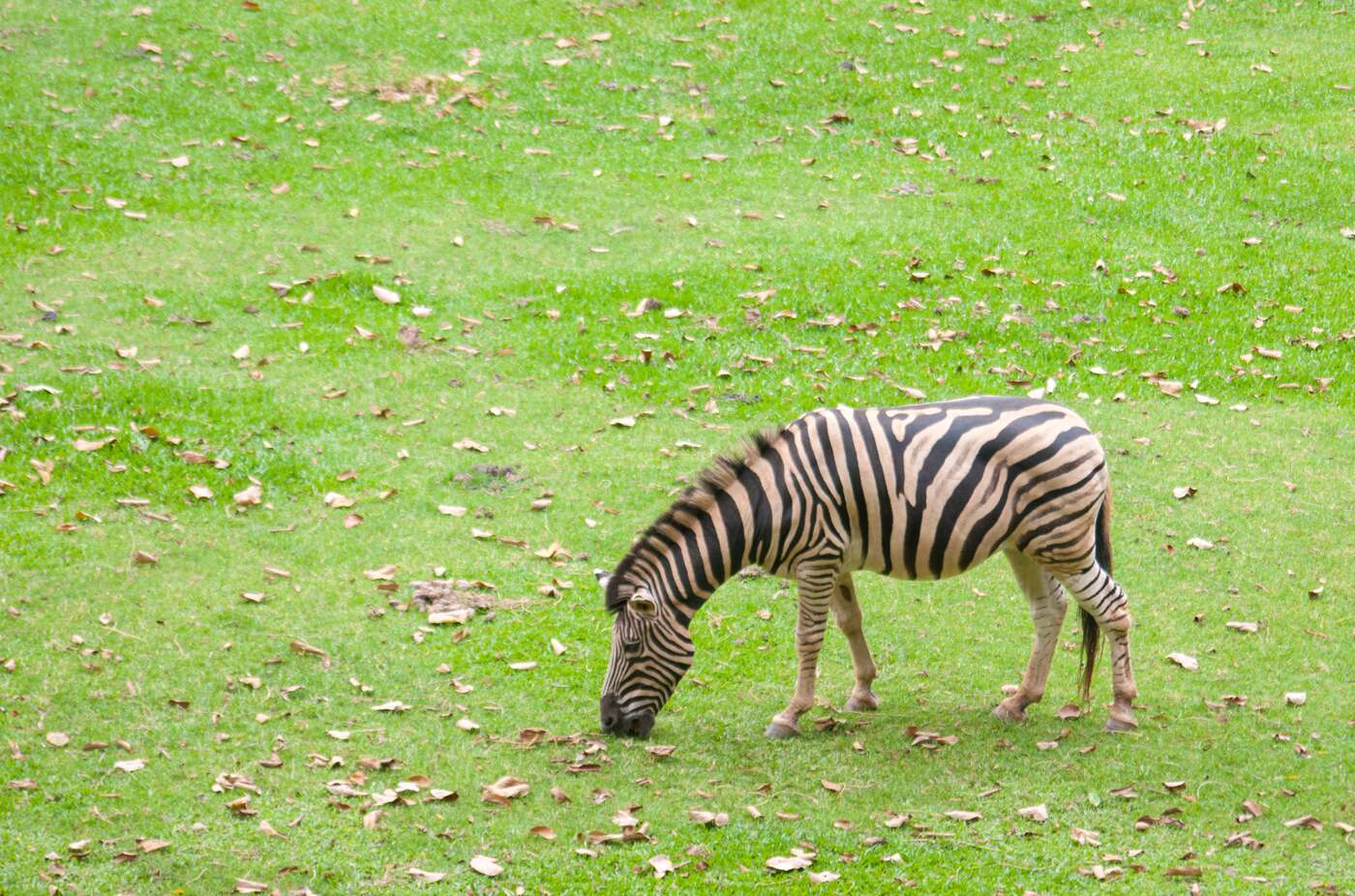 A single plains zebra grazing on a lawn in left profile with its head down, so the whole length of its neck faces the camera and the short striped mane standing upright along the crest is clearly visible.